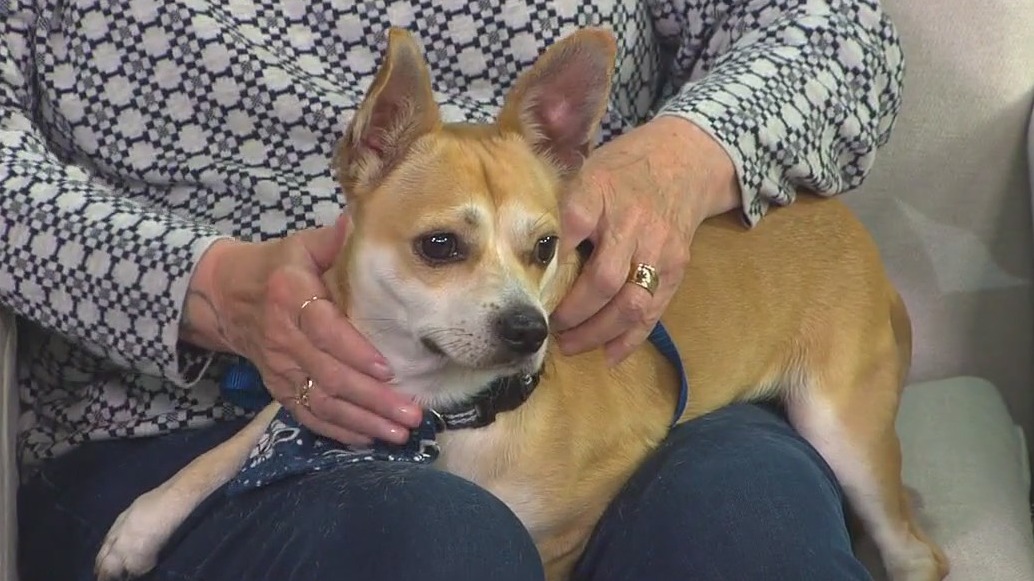 Meet Neno, our FOX 13 Pet of the Week