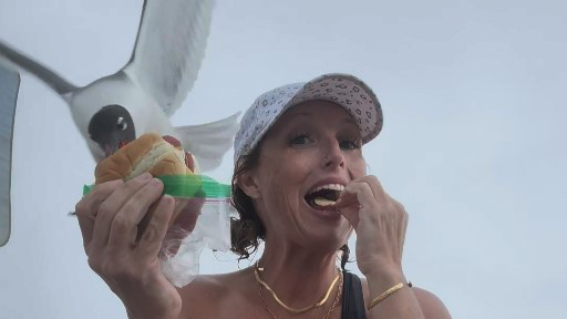 Seagull swoops down to steal woman's sandwich