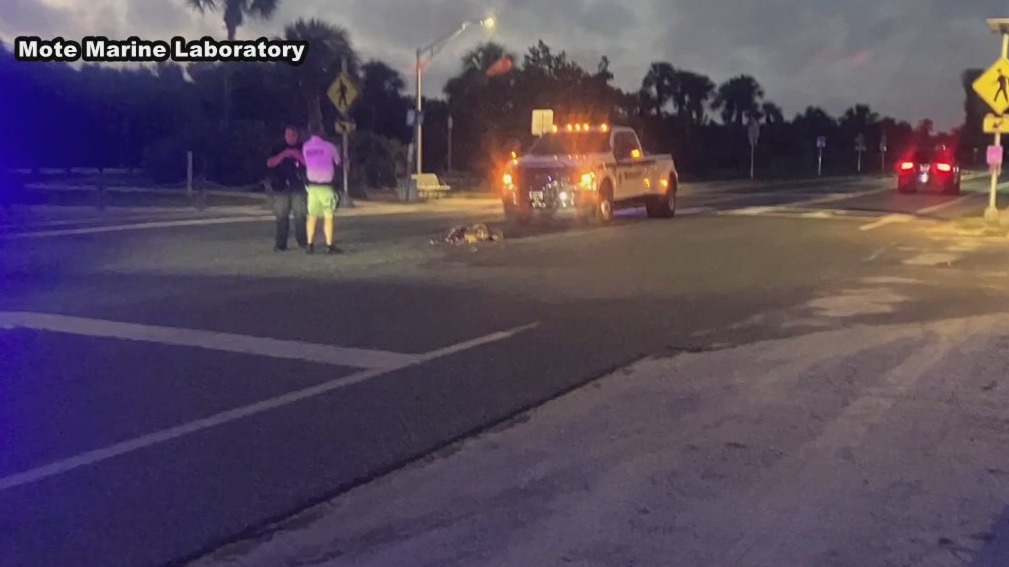Nesting loggerhead sea turtle killed by car