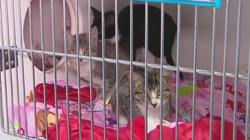 Pet adoptions needed in Hillsborough County