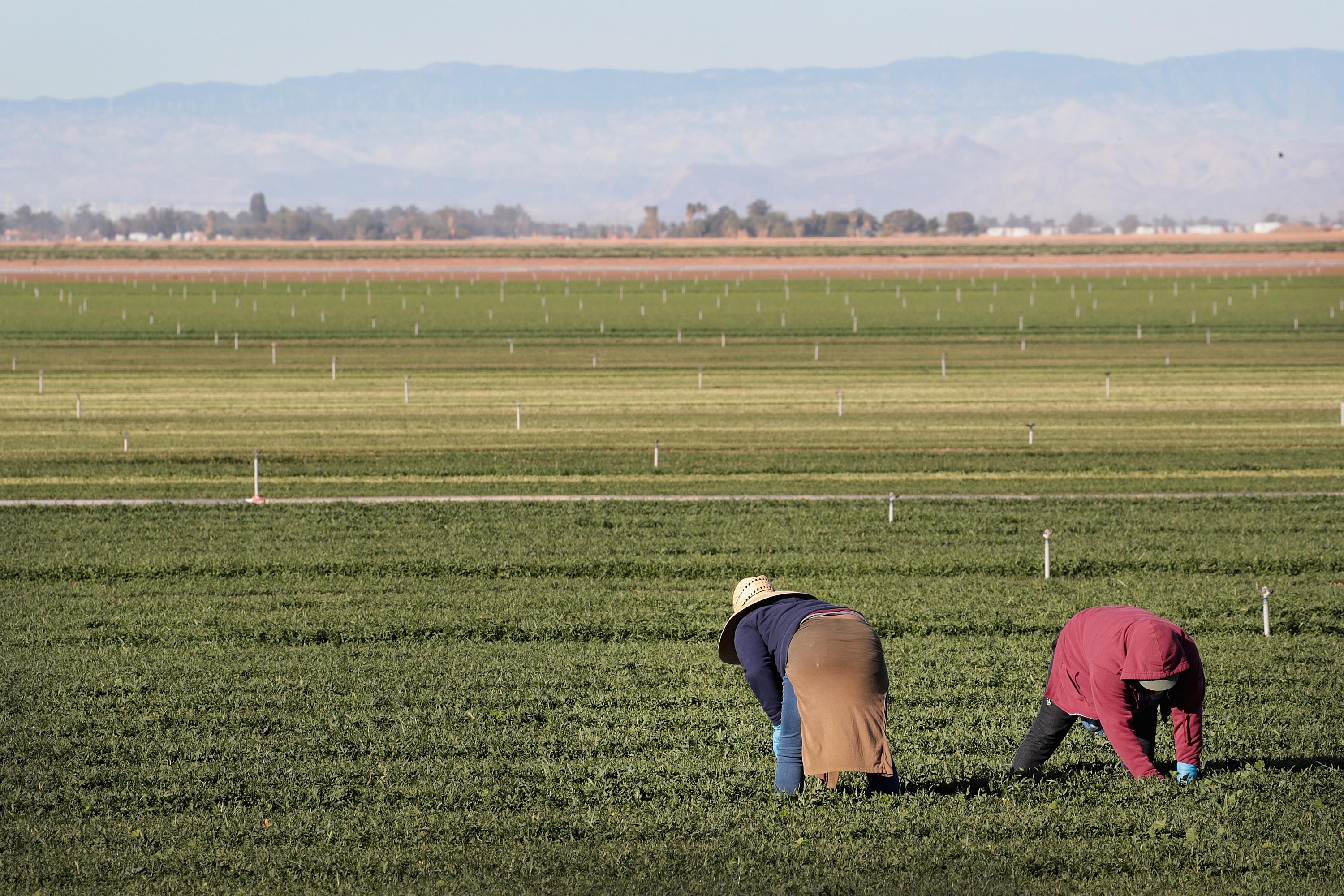 Trump considers putting end to immigration sweeps at farms