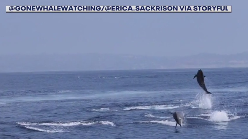 Dolphins jumping in the water near San Diego