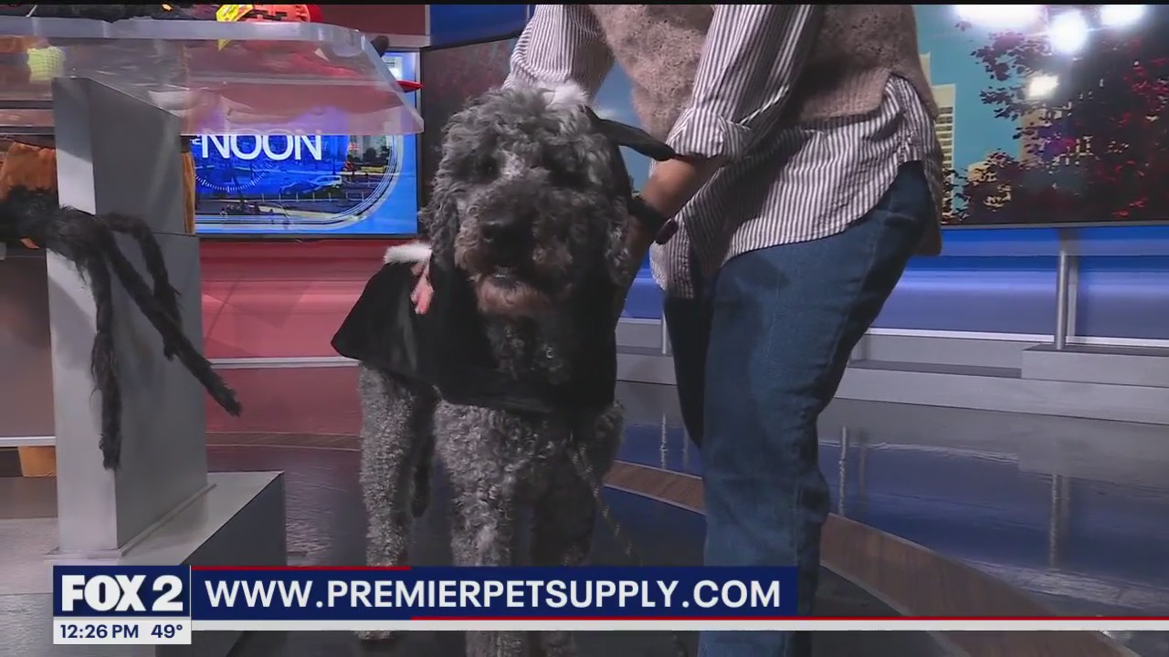 Halloween Hazards for Pets