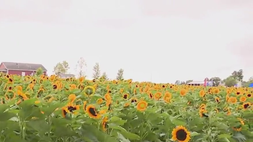 Walk in the Sunflower Field
