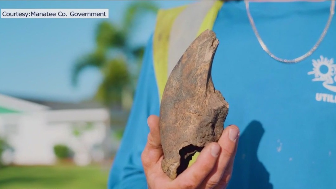 Construction crews unearth fossil from giant sloth