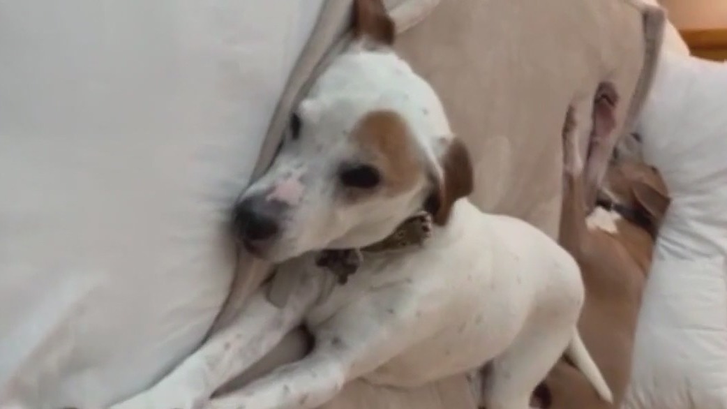 Dog owner going to great lengths to find missing dog