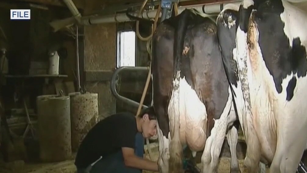 21 sickened by raw milk in Florida; source still unknown