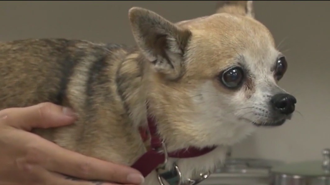 Pet owners should prepare for anxiety caused by fireworks, experts say