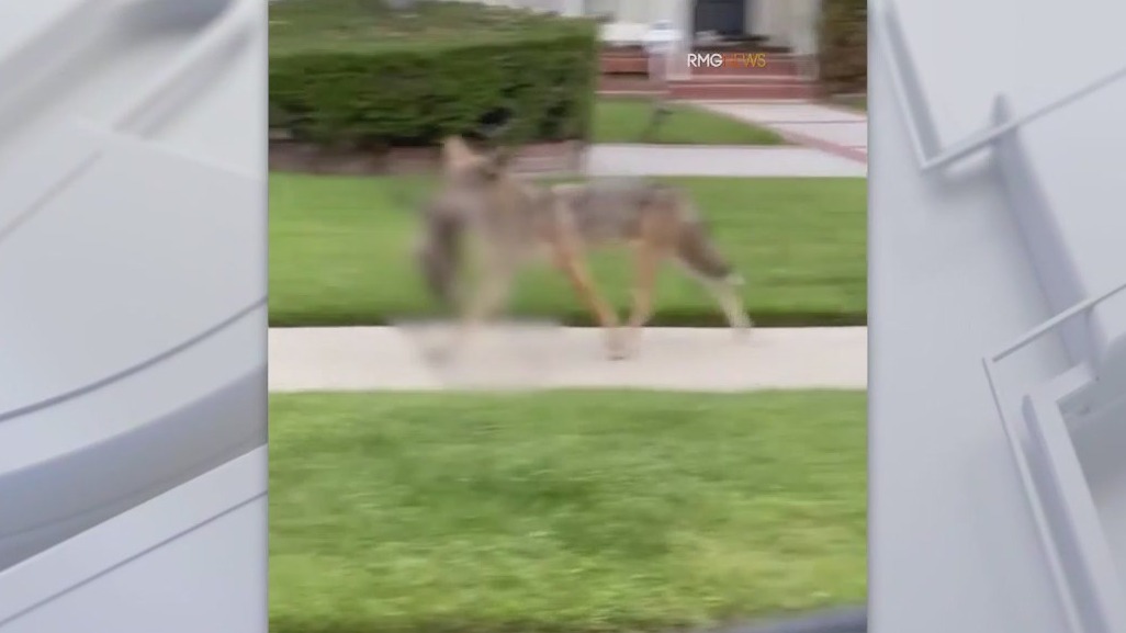 Coyote snatches pet cat in North Hollywood