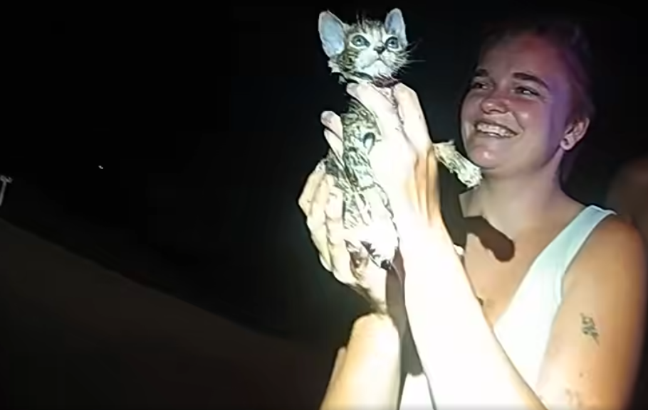 Lee County Sheriff's Office kitten rescue