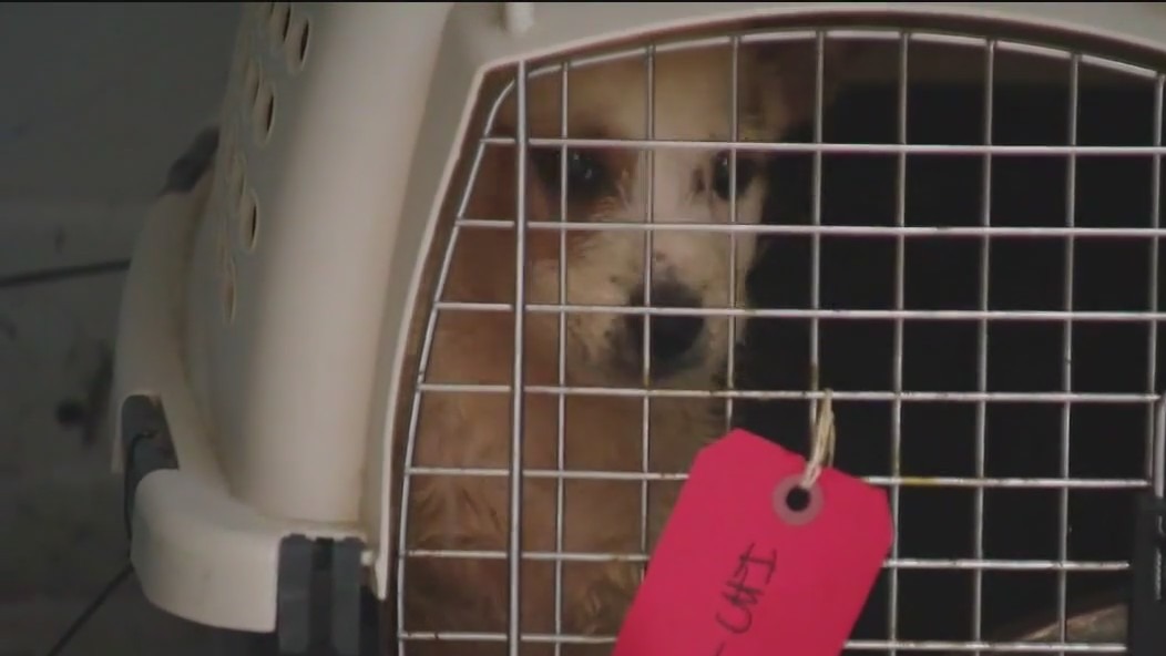 PAWS Chicago welcomes dozens of Texas animals