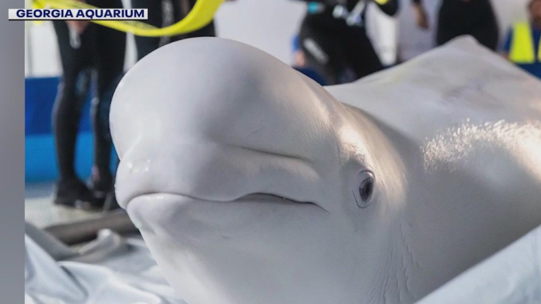 Georgia Aquarium talks about Beluga whales rescue