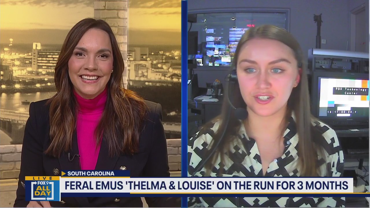 FOX 9 All Day: Monkeys, emu still on the run