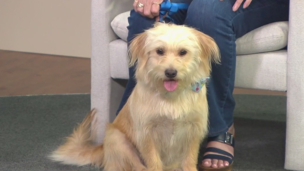 Meet Potato: FOX 13's Pet of the Week