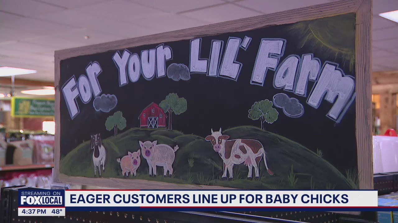 Customers flock to pick up backyard chickens