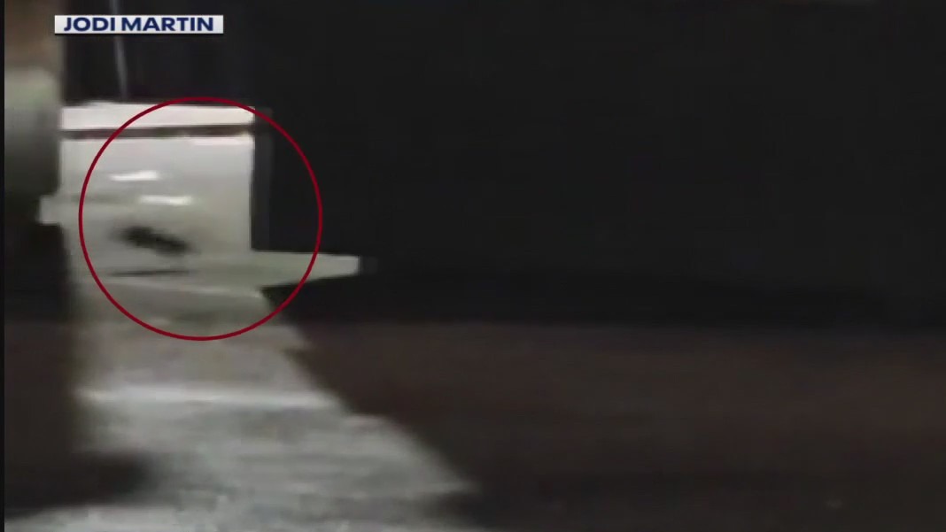 Waukesha residents deal with rat problem