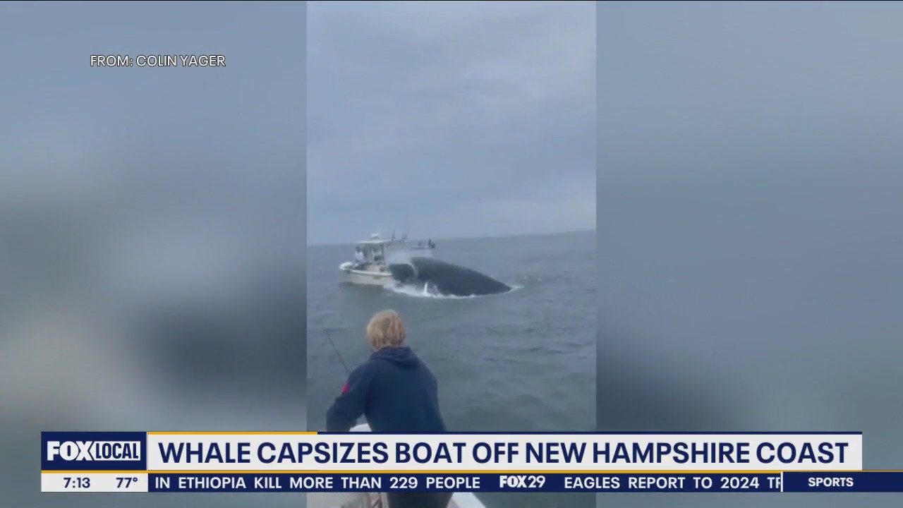 Whale capsizes boat off coast of New Hampshire