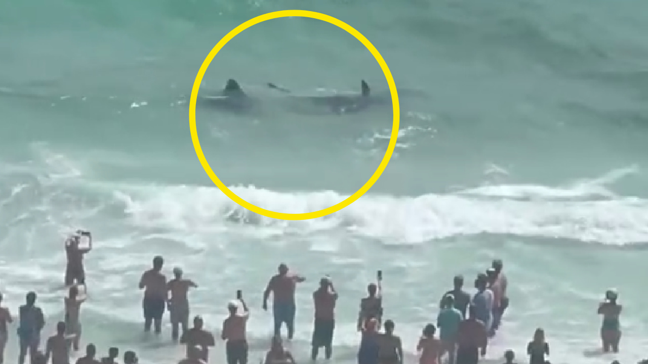 Shark, stingray fight off coast of Florida beach