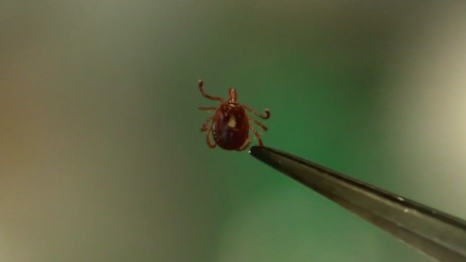 Emergency rooms seeing rise in tick bites