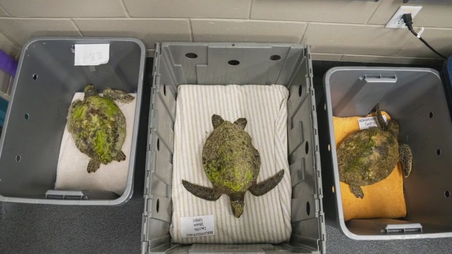 Saving cold-stunned sea turtles