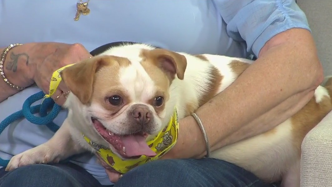 Meet Monty, our FOX 13 Pet of the Week
