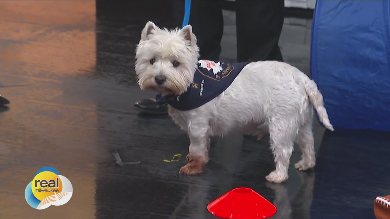 Fall Fest at K9 Resorts Luxury Pet Hotel