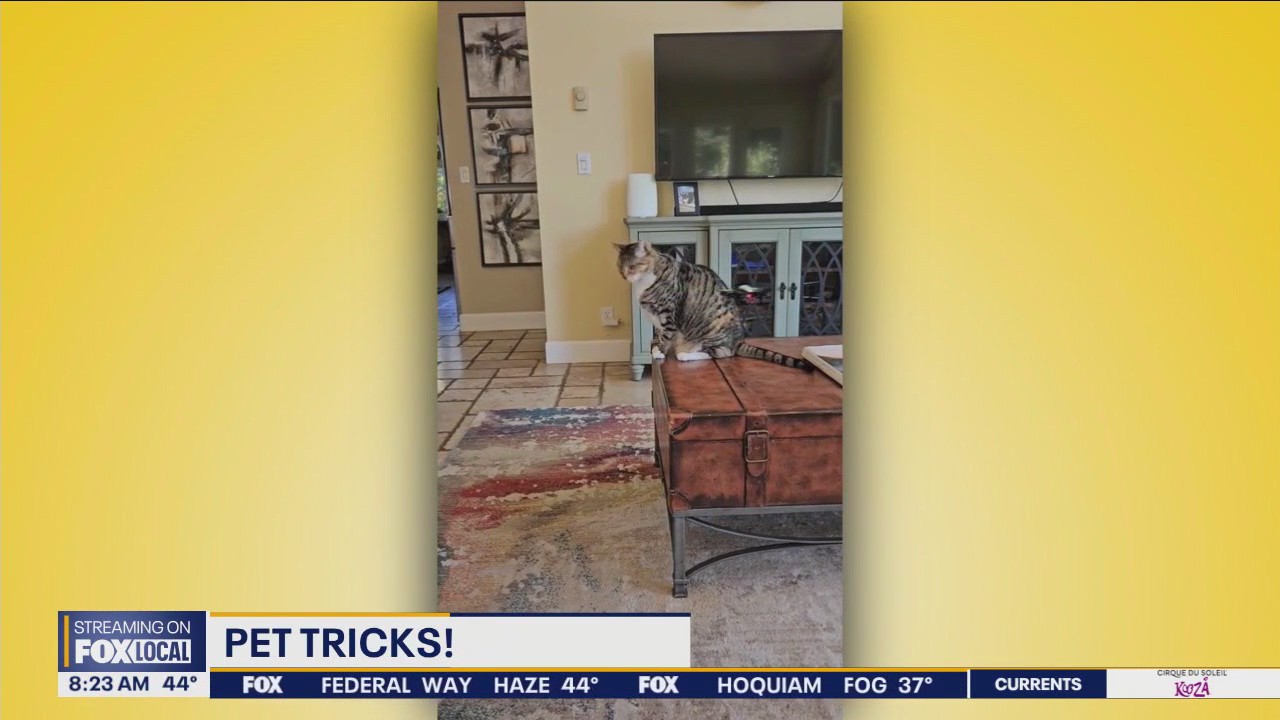 Pet Tricks for Wednesday, October 23