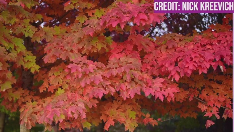 Fall’s slow start: How weather shapes Minnesota’s autumn color show