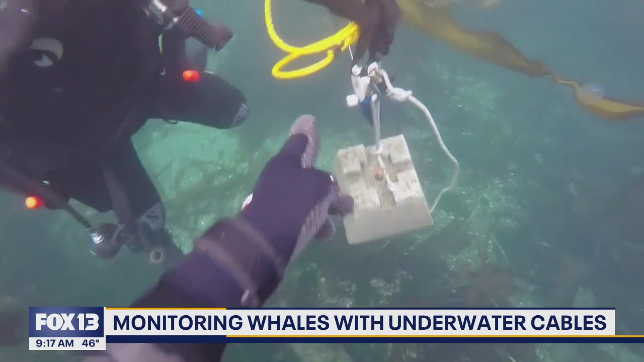 WA scientists test underwater cables to listen to whales communicate