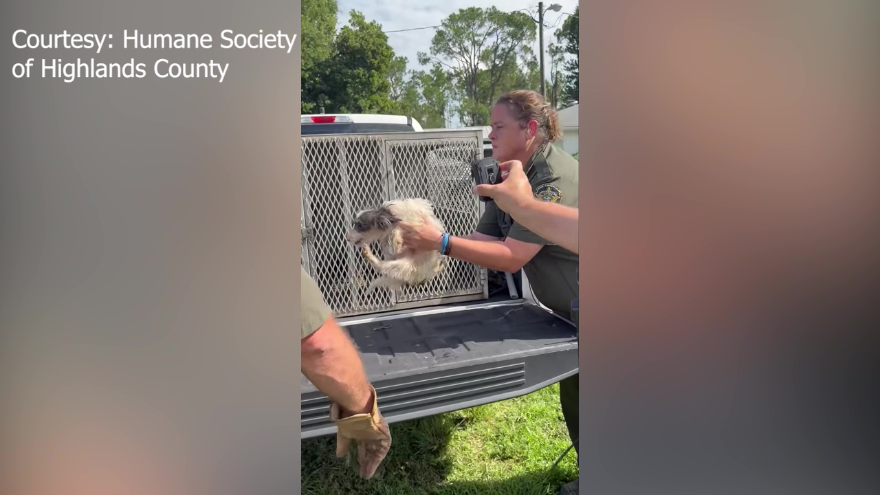 Dogs saved from 'hoarding situation'