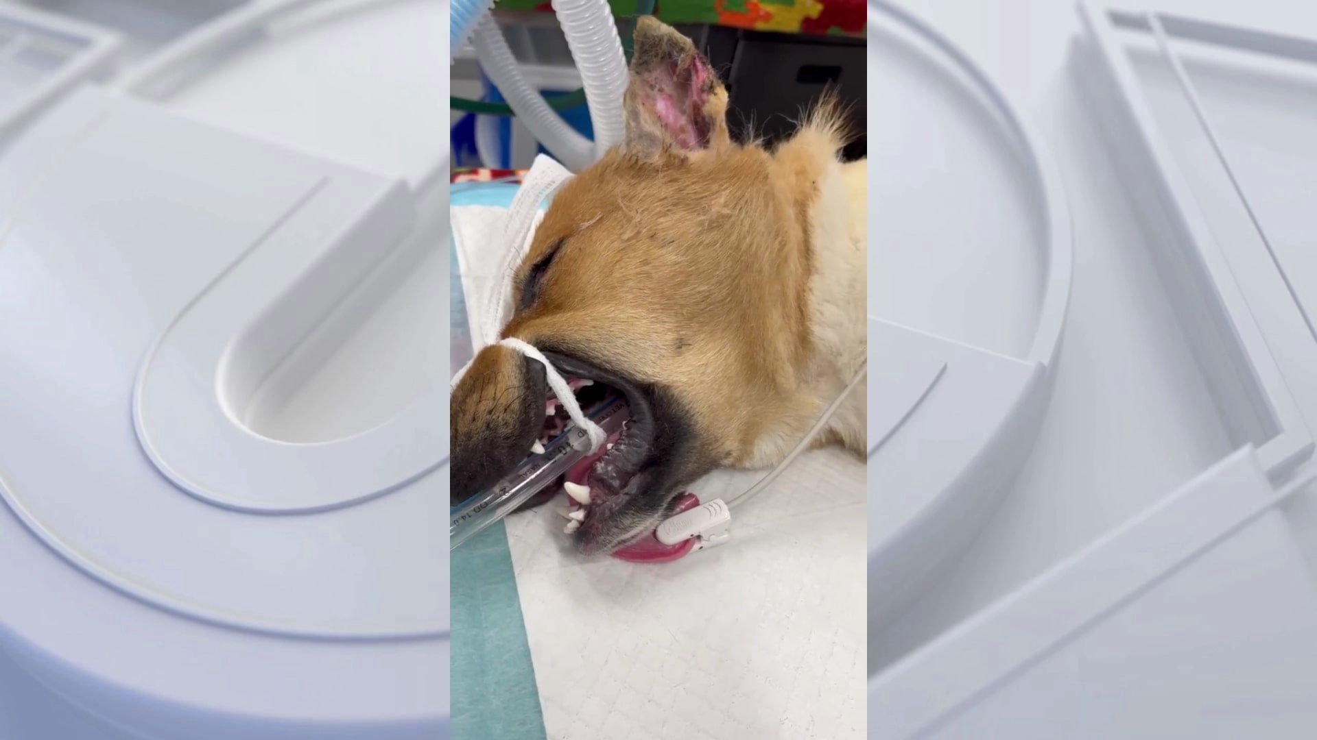 GRAPHIC: Dog found mutilated in Los Angeles | FOX 11 Los Angeles
