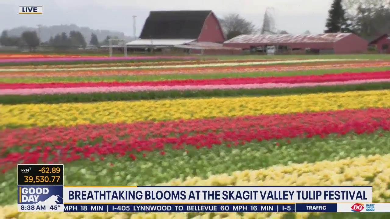 Skagit Valley Tulip Festival underway