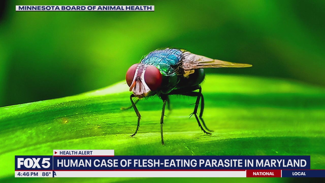 Parásito de comer carne en Maryland: primer caso estadounidense de New World Worlyworm