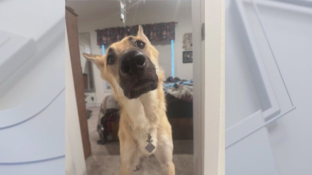 Two lost Minnesota dogs found in miraculous ways