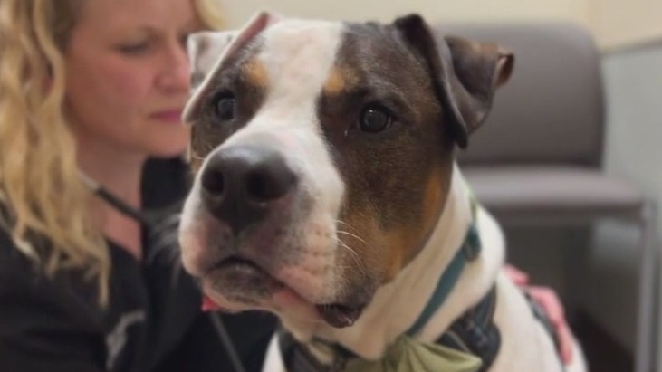 Hospice for pets keeps furry family members comfortable before crossing rainbow bridge