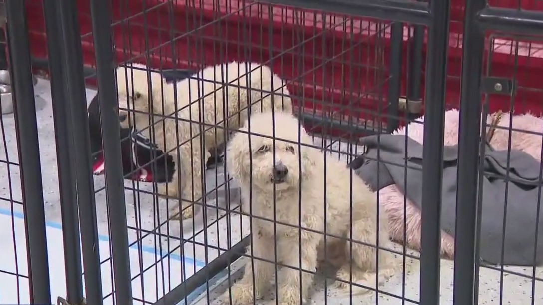 Two dozen dogs found following breeder's death