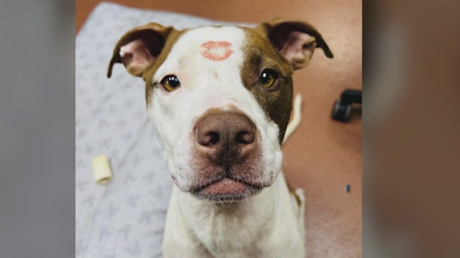 Meet Senor Frijoles and Demi: Our Pets of the Day