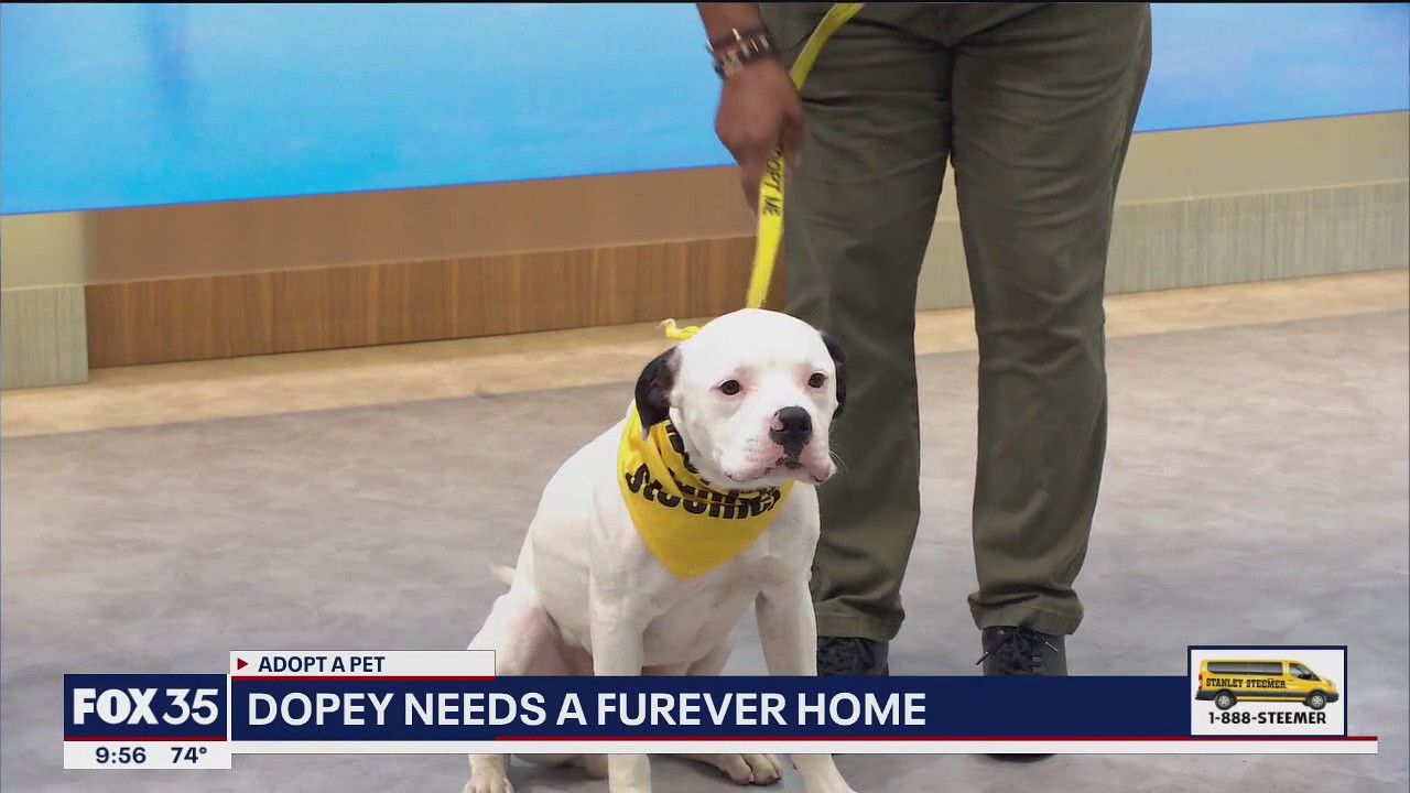 Adopt-A-Pet: Meet Dopey