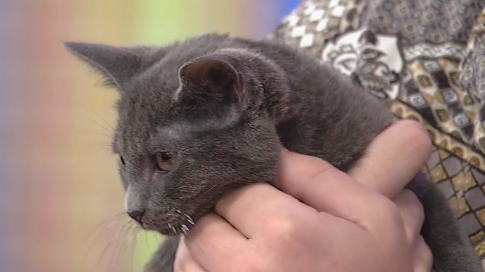 Meet London: Our Pet of the Day