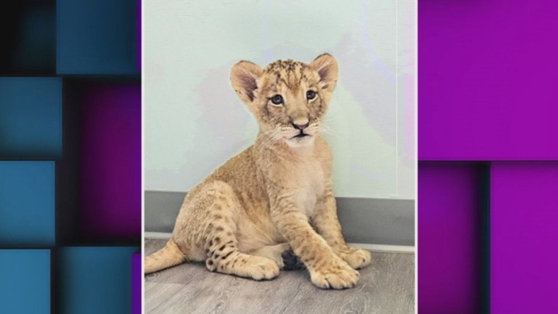 Rescuing Mango the lion cub