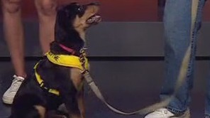 Pet of the weekend: Luna