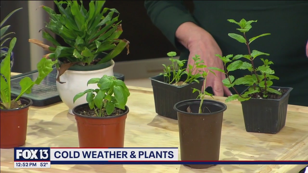 Cold weather & plants