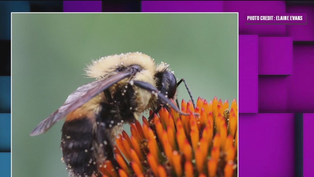The bee squad’s royal mission: Saving Minnesota’s queen bumblebees