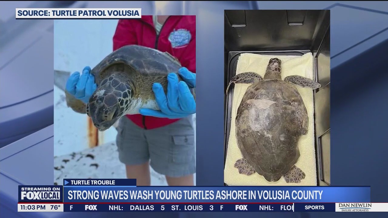 Rough surf strands sea turtles in Volusia County