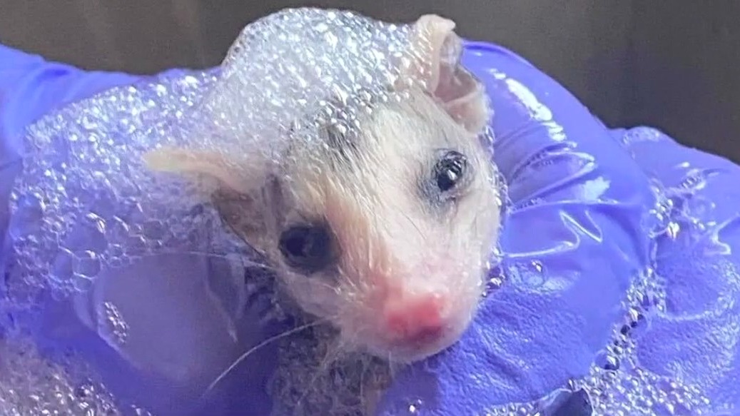 Cleo’s Critter Care facing demolition