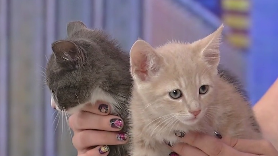 Meet Hardboiled and Scramble