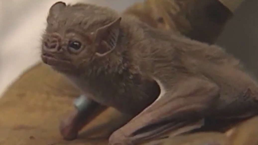 Minnesotan dies after rabies exposure from bat
