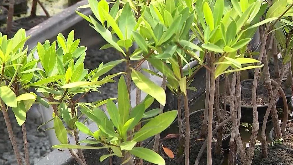 Volusia County Jail's gardening program expanding