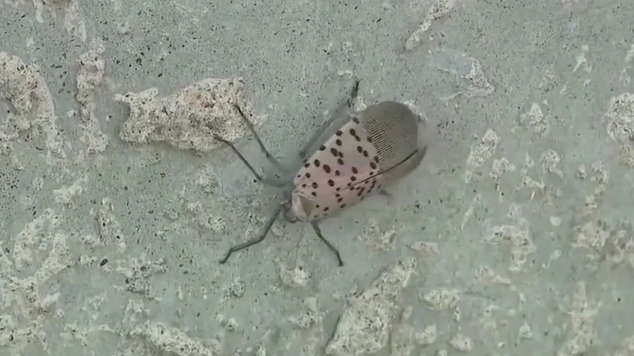 Spotted lantern fly in Georgia