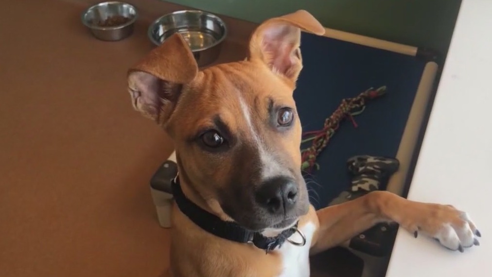 Chicago animal shelter holds special adoption event